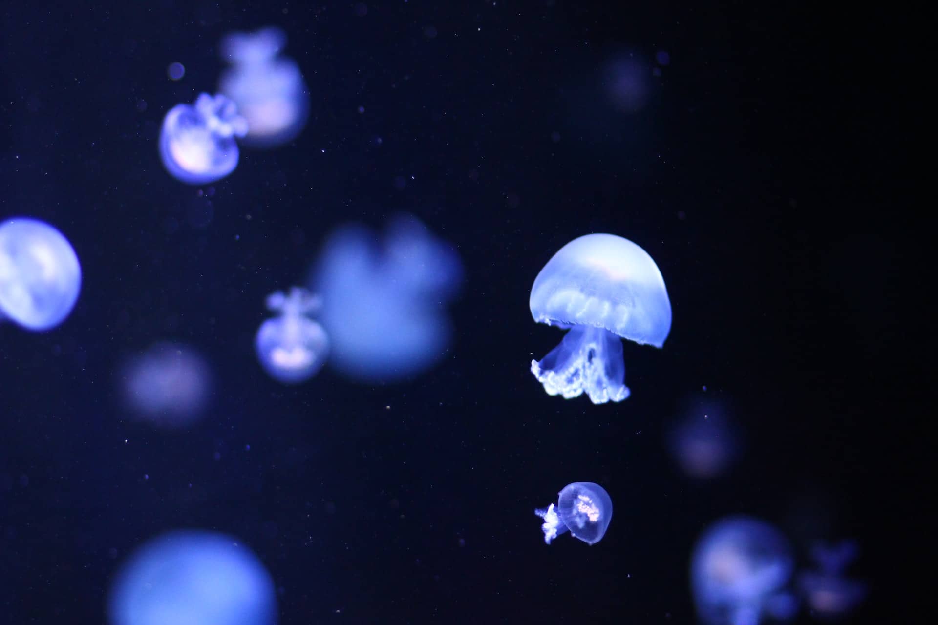 Jellyfish